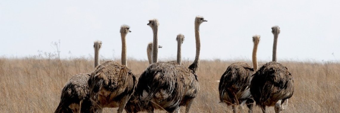 Veel Veren Laten ... (haiku 170) | Mary-José     (MJ)