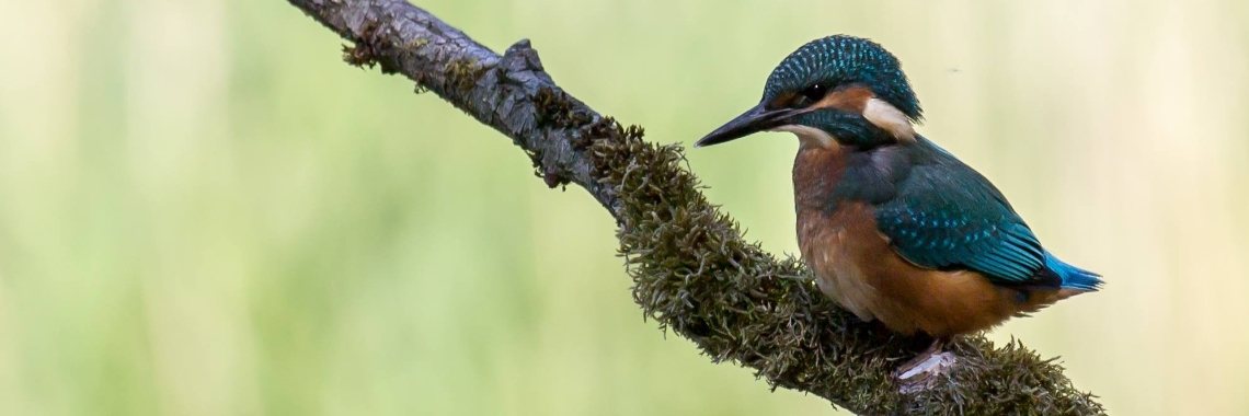 Zomer-ijsvogel...(haiku 135) | Mary-José     (MJ)