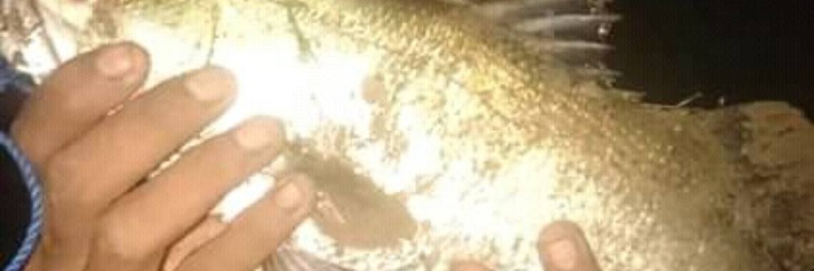 Krokant snoekvis | fraenkywiradimedja