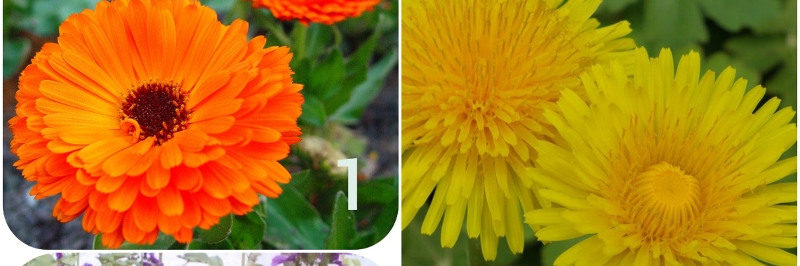 Boodschap van de bloem | Chantal Potstra van Paassen