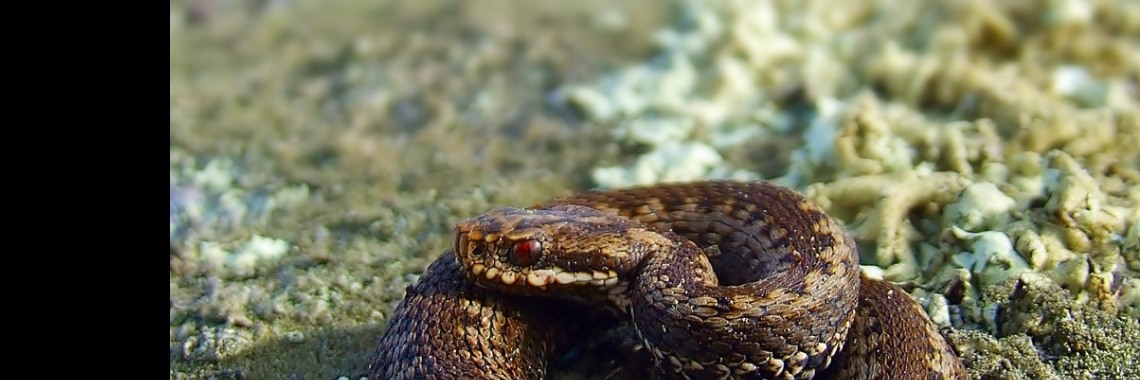 Reptielen in Frankrijk 1 | Leonardo