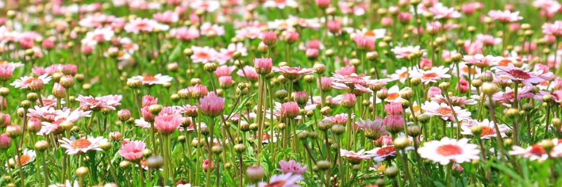 Bloemencorso Frederiksoord/Wilhelminaoord 1 | The Original Enrique