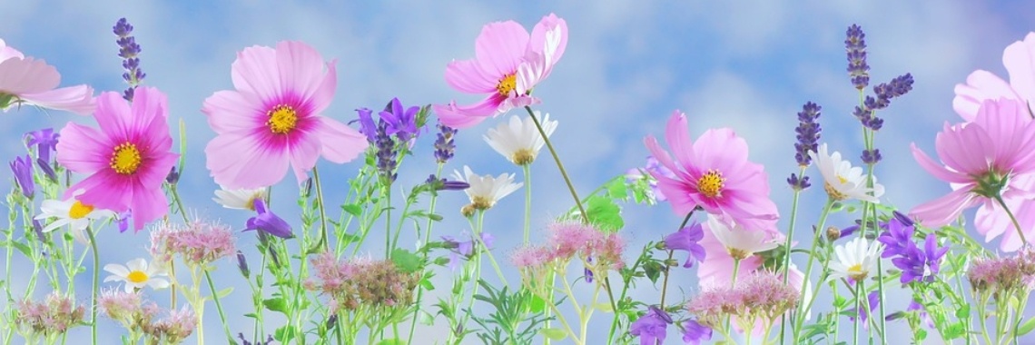 Bloemencorso Frederiksoord - Wilhelminaoord 2018 | The Original Enrique