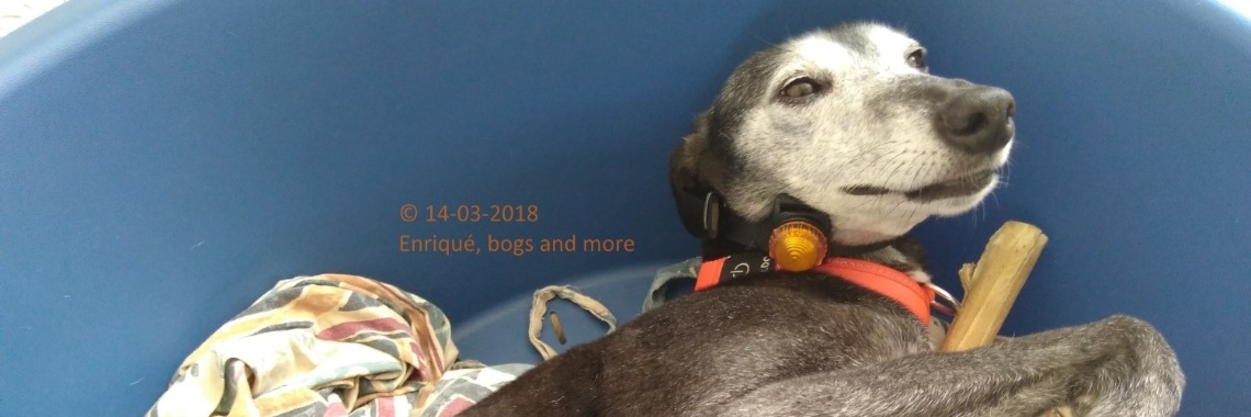 'Klein', in een waar Kunstwerk, door Collega-blogger! | The Original Enrique