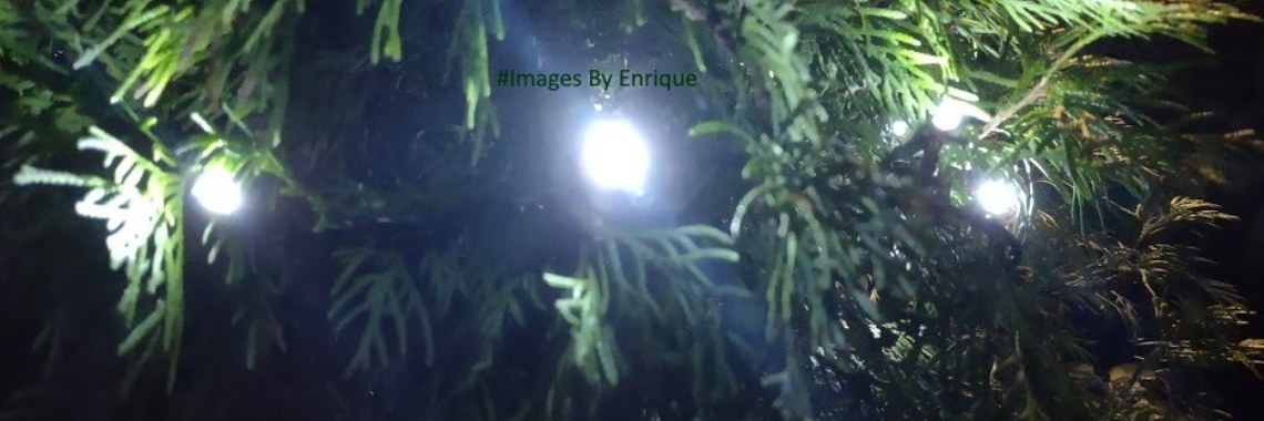 My Christmas Garden/My Christmas Garden 2020 | The Original Enrique