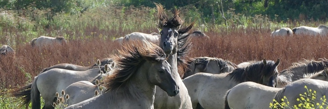 Oostvaarders-bloedplassen | The Original Enrique