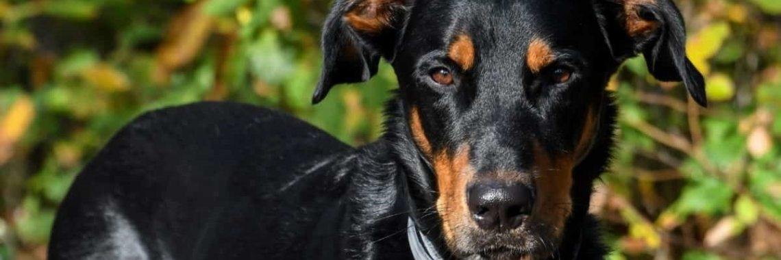 Re: Veganistische Hondenvoeders - Vegan Hond | The Original Enrique