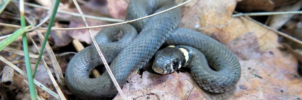 Ringslang gefilmd | The Original Enrique