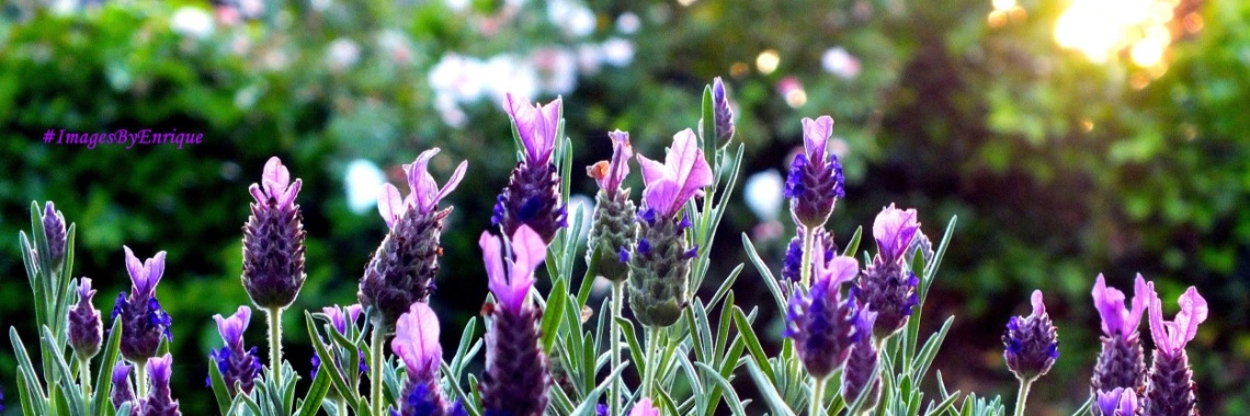 Slaapmutsje 113/1 Summer series | The Original Enrique