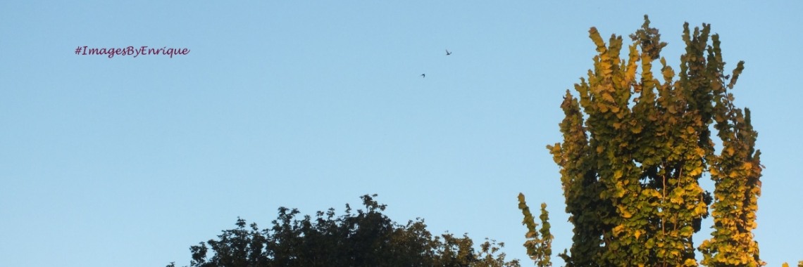 Slaapmutsje 113/2 Summer series | The Original Enrique