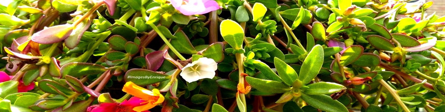 Slaapmutsje 120  'Longin' for summer' | The Original Enrique