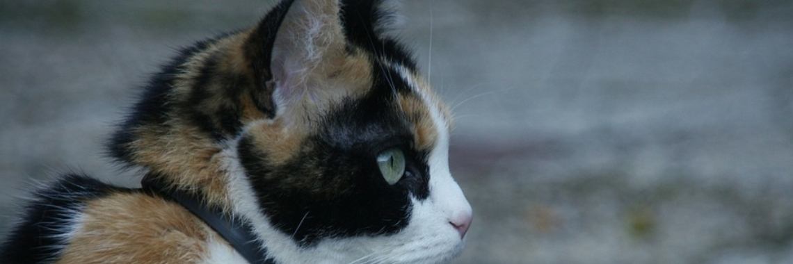 Slaapmutsje 67 Onze poes... | The Original Enrique