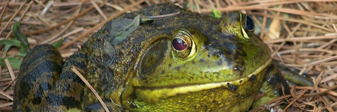 Slaapmutsje 99 'Trijntje de Pad' | The Original Enrique