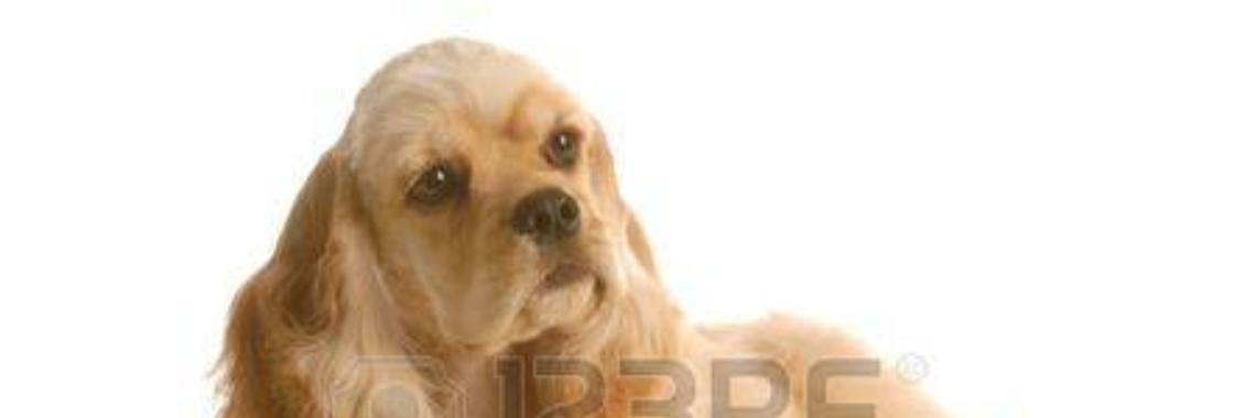 Onze nieuwe pup is overactief | Belle-chloe