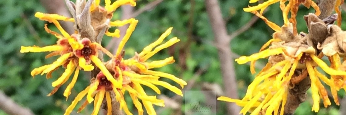 Toverhazelaar | Rassi Health&Beauty