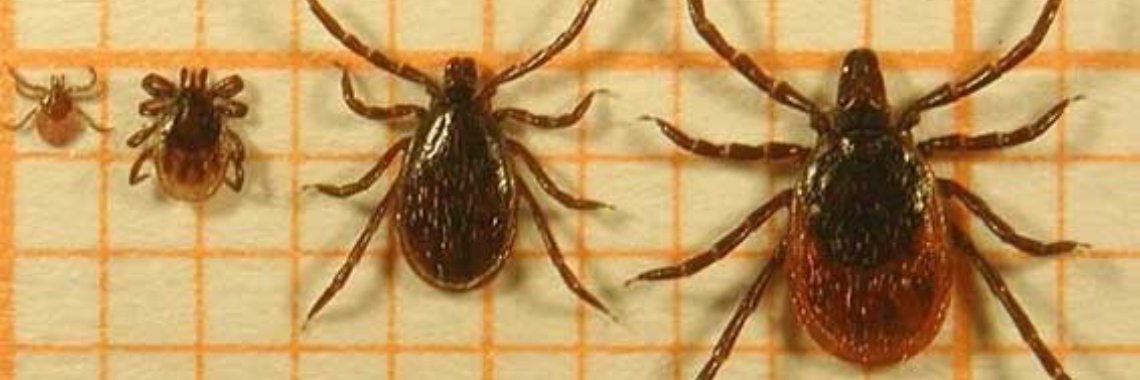 Tekenbeet bij honden en hoe verwijder je er één? | HelpendeHandjes