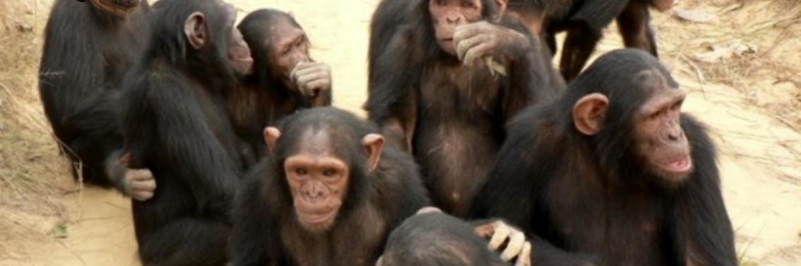 Chimpansees minder vaak ziek door sociale omgang | Tom Goemaere