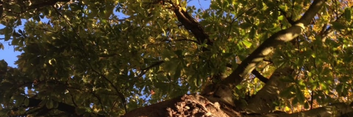 Schrijf eens over een boom | Odile Schmidt