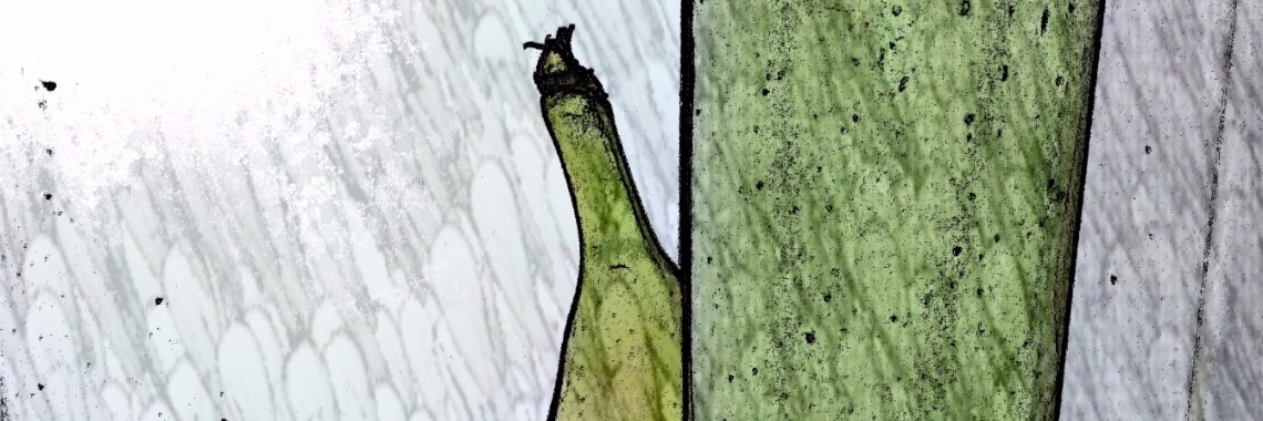 Smoothies lekker en gezond | Creaci2016