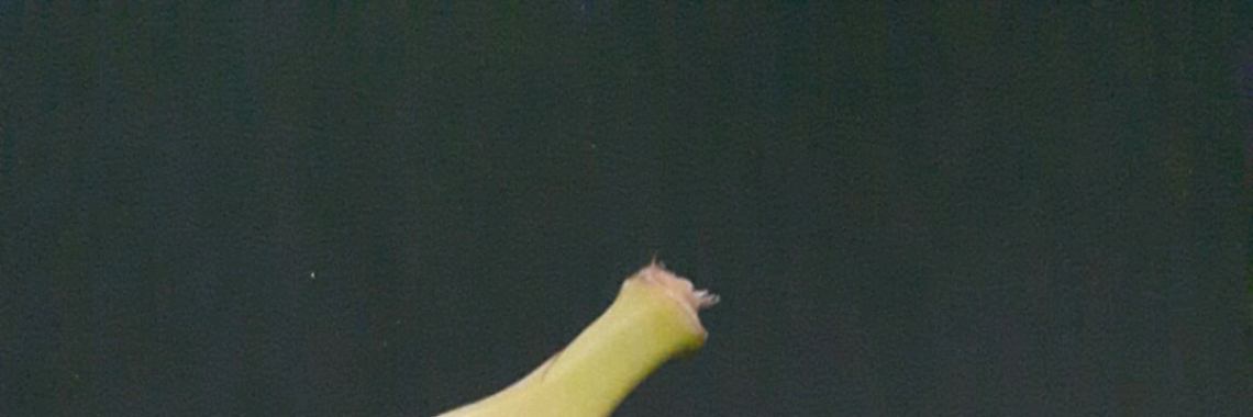 Fruitvliegjes  | Miertje