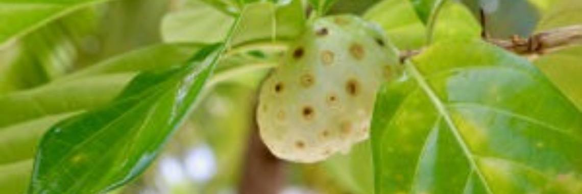 Historie van de noni  vrucht | Joop Kamperman