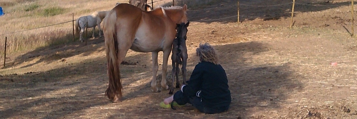 Coaching van de paarden in Portugal | Vires Animaliae