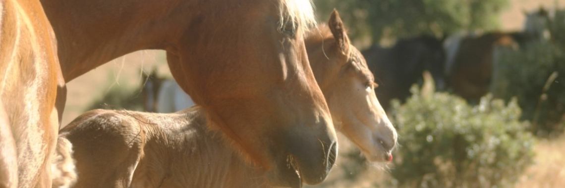 Vires Animaliae op Yoors | Vires Animaliae