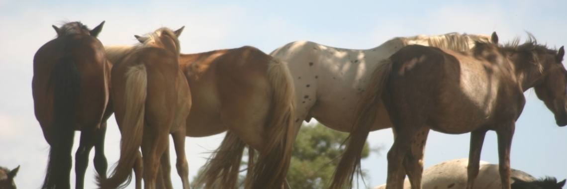 Wat is een dieren Vertaler | Vires Animaliae