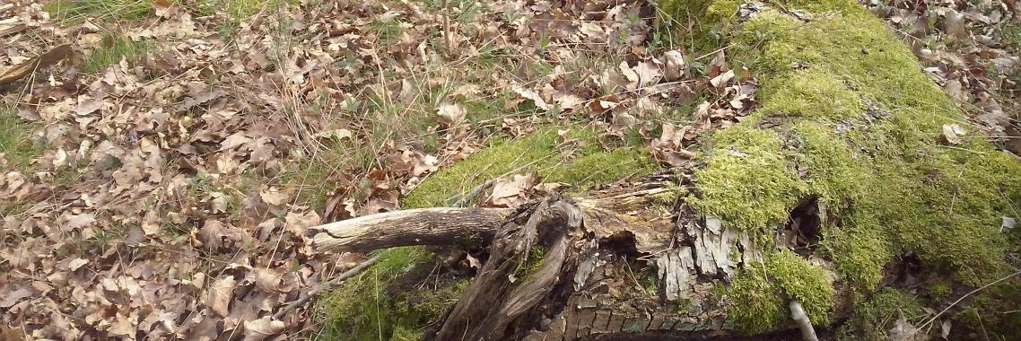 Het bos (gedicht met audio) | Ingrid Tips en meer