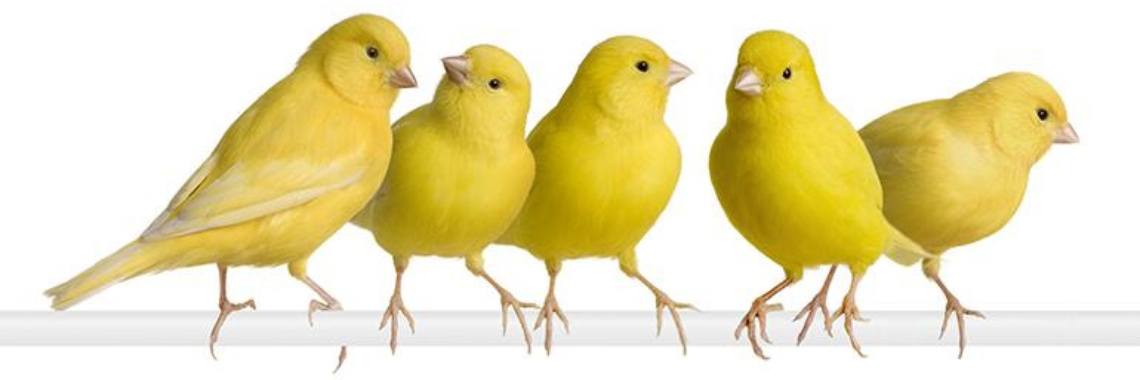 De kanarie; informatie over aanschaf en verzorging | AgnesDeventer