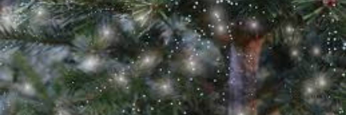 Kerstboom; welke kerstboom kies jij?  | AgnesDeventer