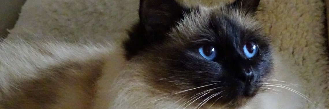 Mijn nieuwe hobby; fotografie | AgnesDeventer