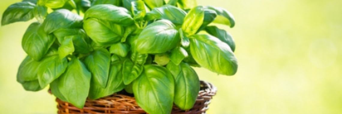 Valentijnsdag; liefdeskruid basilicum | AgnesDeventer