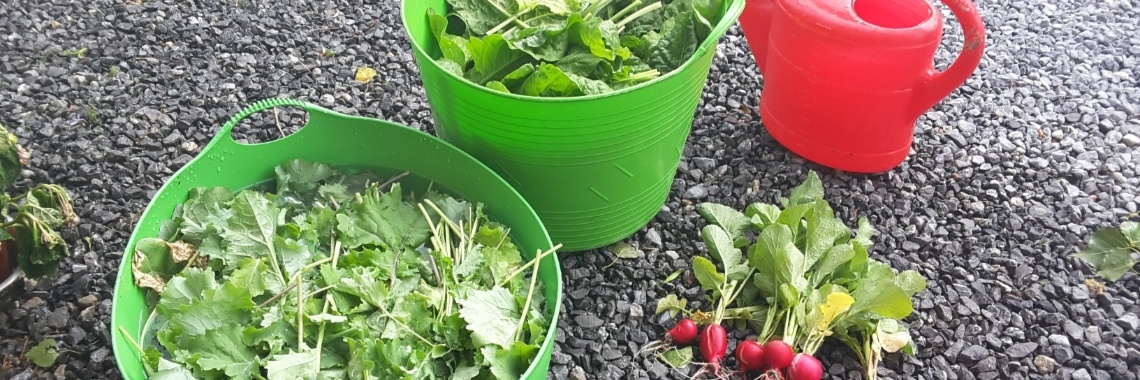 Oogst van de dag | Loes van Essen