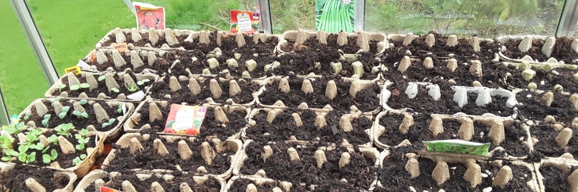 Plantjes opkweken in eierdozen | Loes van Essen