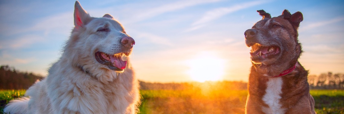 Forever Hero! | Hetty