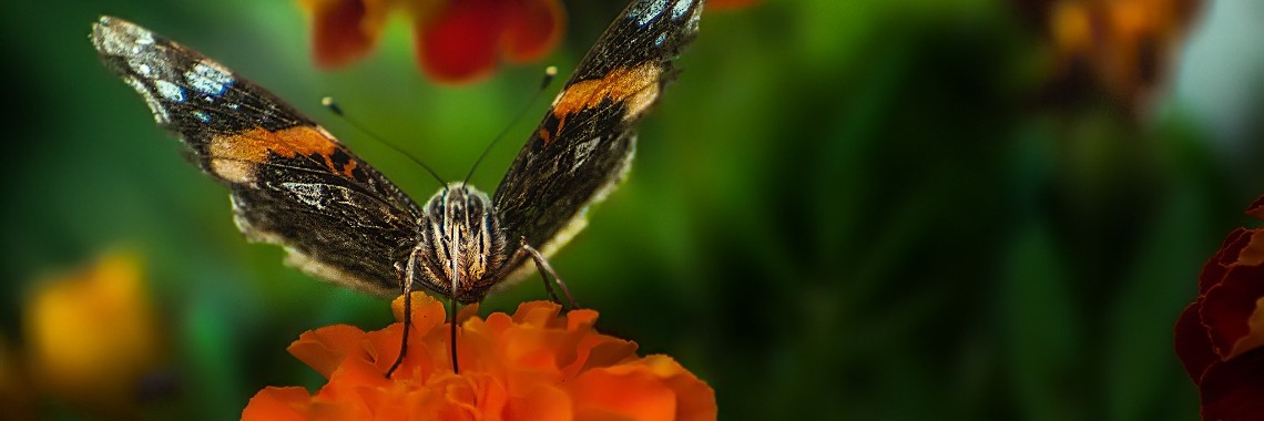 Fotografie : Compositie Deel 1.  | Hetty