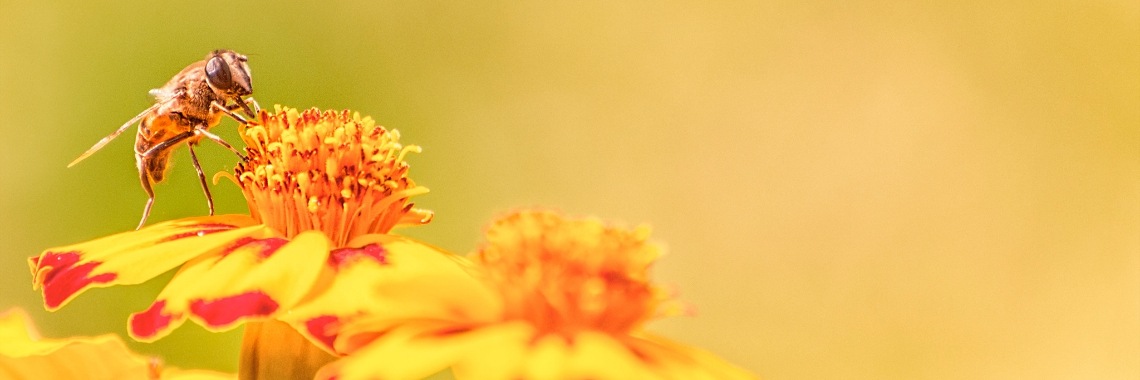 Hetty's Lentegevoel (1.) | Hetty