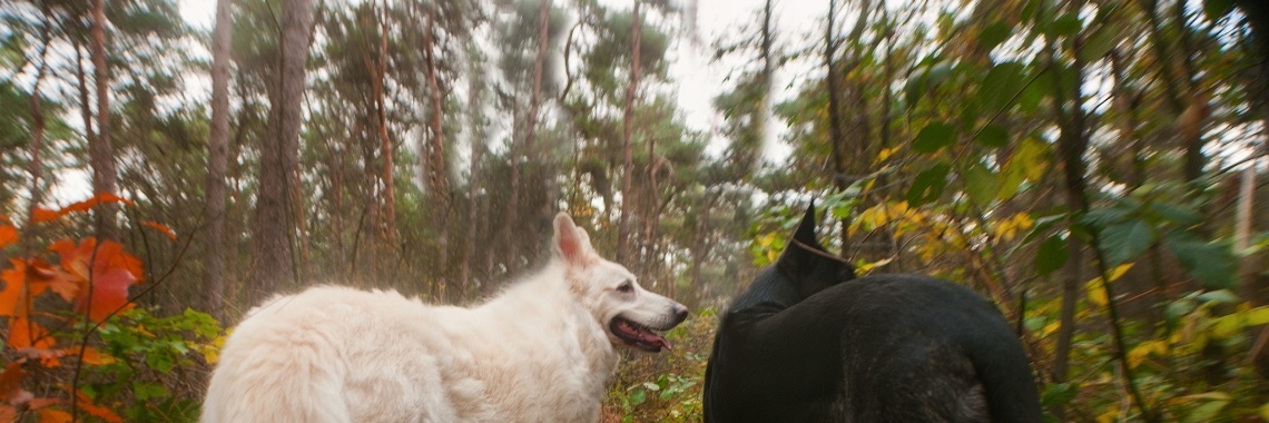 Hoog Risico Honden | Hetty