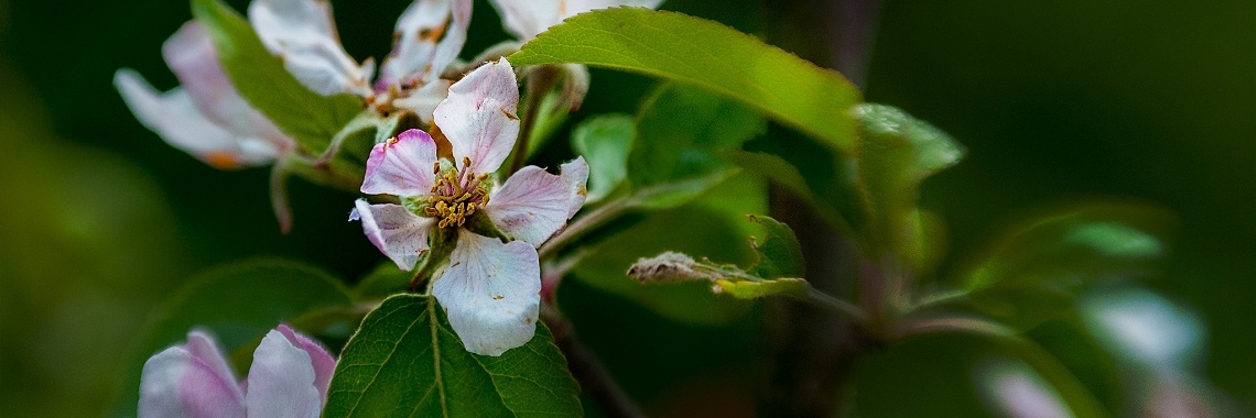 Steemit Kadootje!  | Hetty