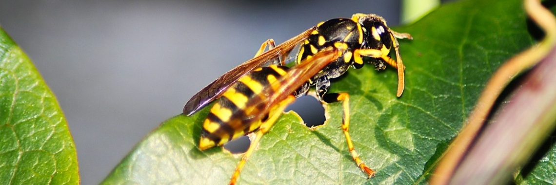 Sprinkhaan en Wesp | Dennis Le Roux