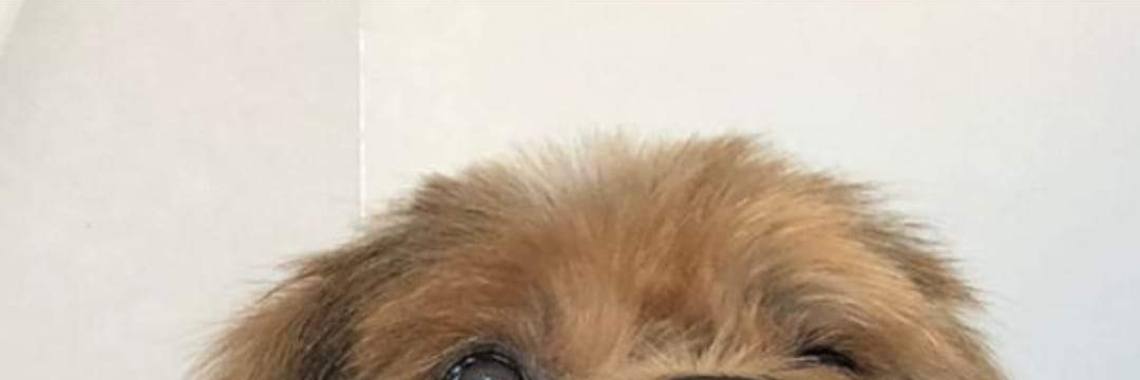 15 jaar oude hond | christel_michele
