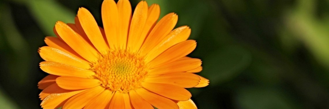 Kruiden - Calendula - Goudsbloem | MaanErgie.nl