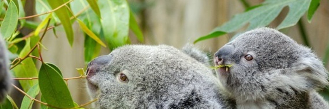 Kruiden - Eucalyptus | MaanErgie.nl