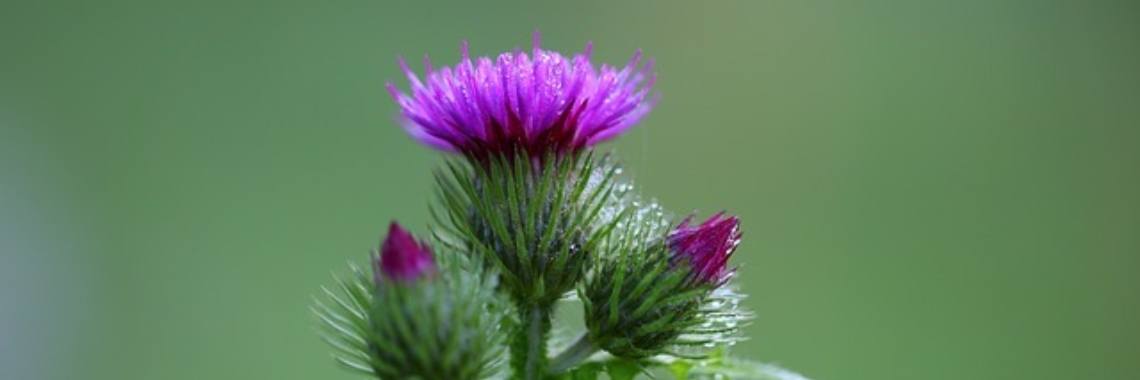 Kruiden - Mariadistel - Silybum Marianum | MaanErgie.nl