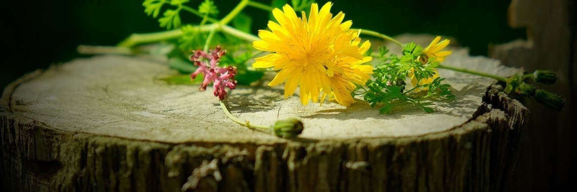 Gratis eBook Eetbare Planten en Paddestoelen | MaanErgie.nl