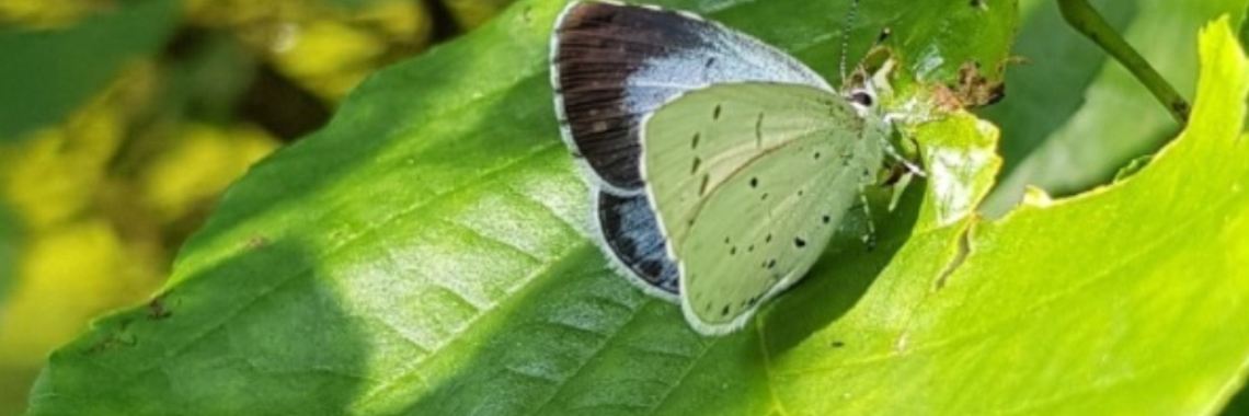 Een klein stukje natuur in Gasselternijveenschemond. | jolandemooij