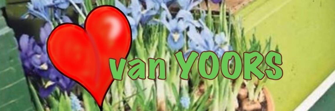 Help de bijen! | jolandemooij