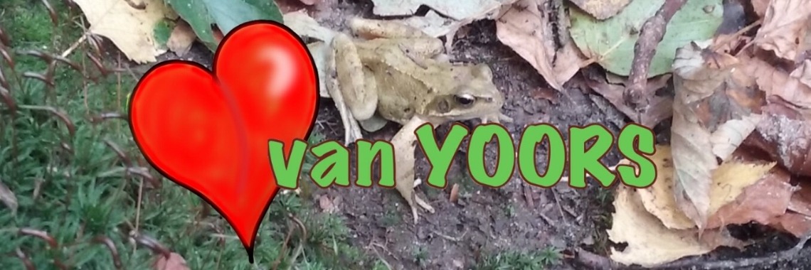 Kikkers | jolandemooij