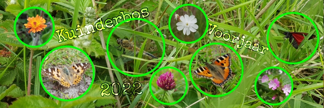 Kuinderbos voorjaar 2022. | jolandemooij